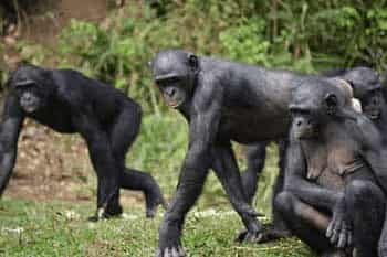 Glándulas mamarias chimpancé